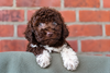 Lagotto Romagnolo Welpen Hund zum Trüffel suchen Ausbildung Alternative Doodle Pudel