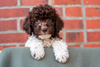 Lagotto Romagnolo Welpe Hobbyzucht Züchter Trüffelhund Deutschland Brandenburg Wasserhund nicht haarender Hund Welpenplanung Lagotto braun orange Welpe abzugeben
