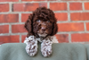 Lagotto Romagnolo Welpen abzugeben Allergikerhund nicht haarender Hund Rassehund Trüffelsuchhund Trüffelhund Familienhund