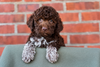 Züchter Lagotto Romagnolo Welpe Hobbyzucht Braunschweig Hannover Magdeburg Halle Leipzig celle Lüneburg Buchholz Seevetal Lagotto Welpe abzugeben Kassel Göttingen Lüneburger Heide Züchter braunschimmel