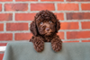 Lagotto Romagnolo Welpe Hobbyzucht Züchter Schleswig Holstein Trüffelhund Deutschland Nordrhein Westfalen Wasserhund nicht haarender Hund Allergikerhund nicht haarender Hund Rassehund Trüffelsuchhund Trüffelhund Familienhund