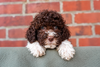 Lagotto Romagnolo Welpen perfekter Hund für Rettungshundestaffel Ausbildung zum Spürhund Therapiehund Assistenzhund