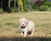 Hunde für Familie Kinder nicht haarend