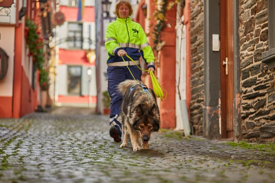 Seminar Beschäftigung Hund Mantrailing Braunschweig Wolfsburg