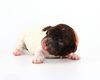 Lagotto Romagnolo Welpen Züchter mit Welpen Lagotto Romagnolo