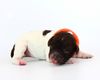 Lagotto Romagnolo Welpen Hund zum Trüffel suchen Ausbildung Alternative Doodle Pudel