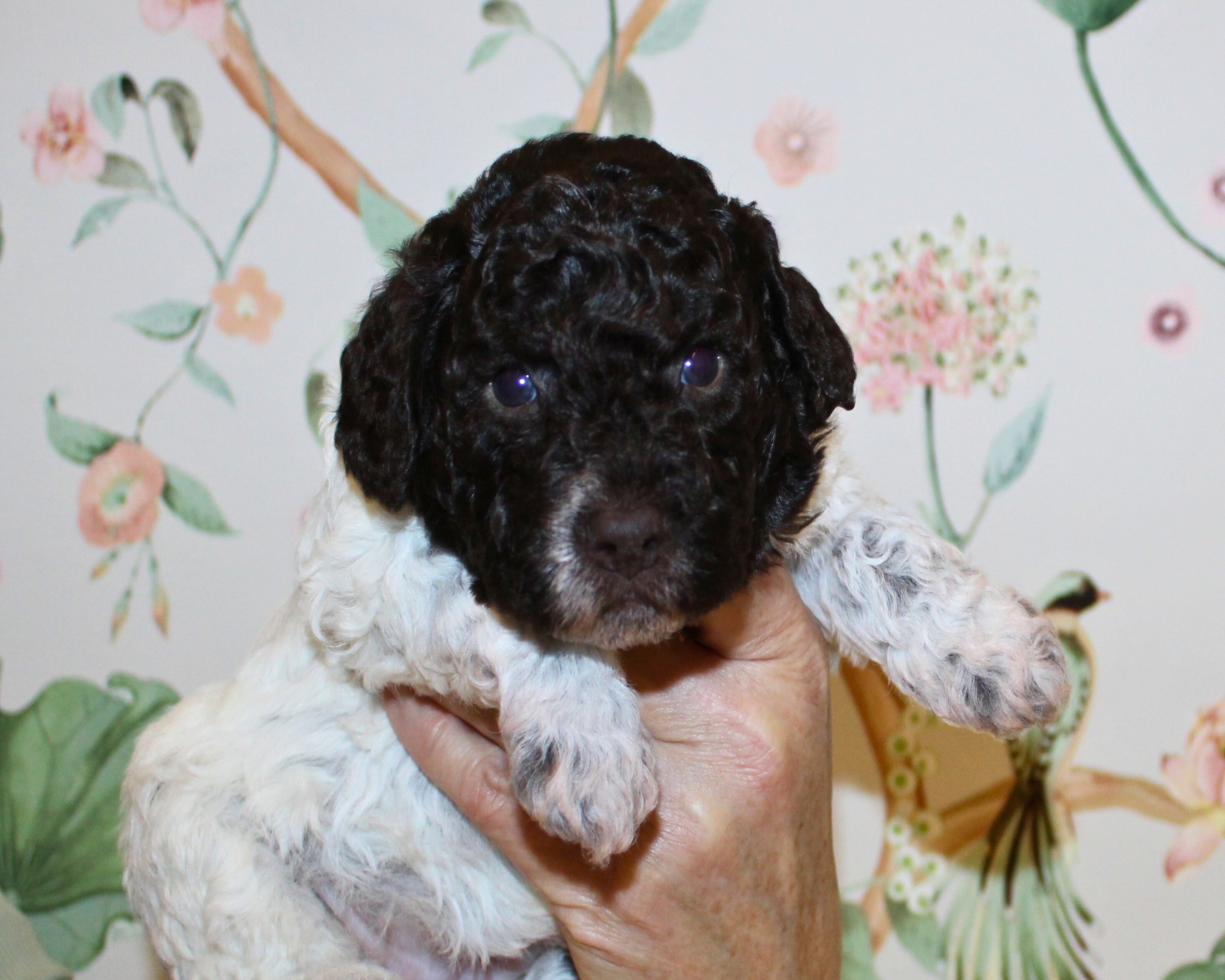 Lagotto Romagnolo Welpen Lagotto Züchter mit Welpen