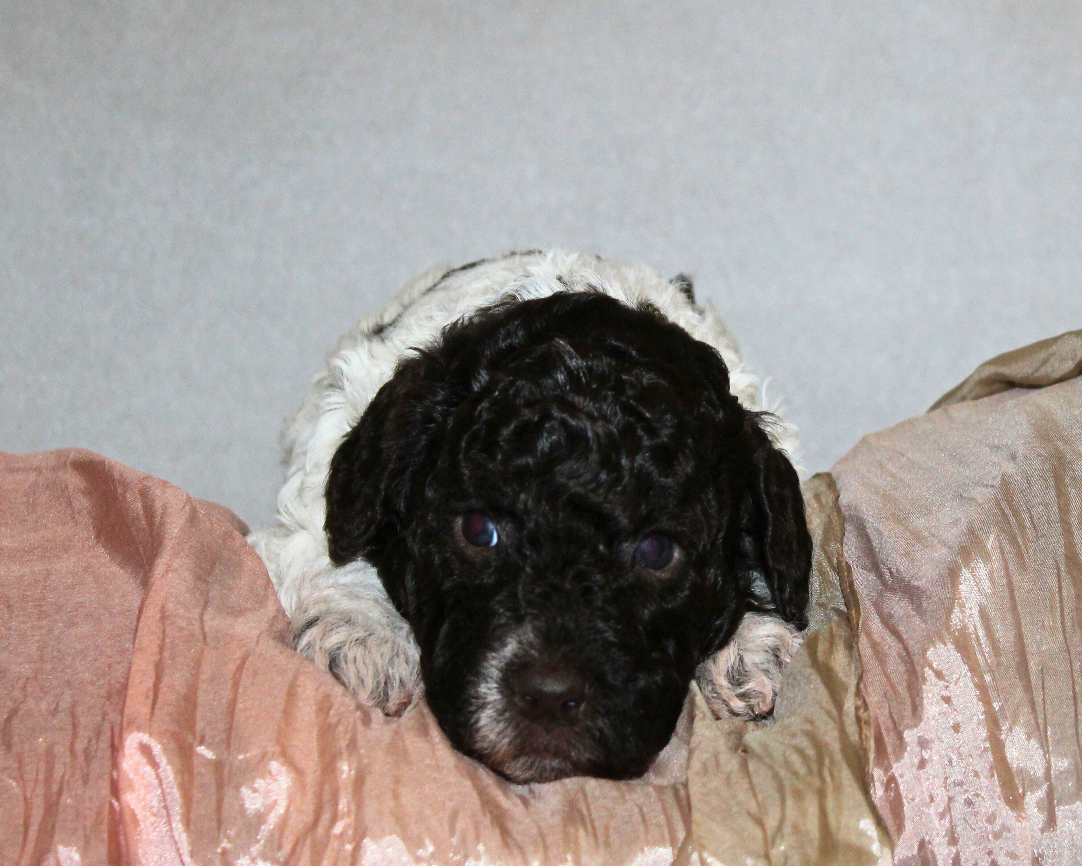 Doodle Züchter Deutschland Welpenplanung Lagotto braun orange Welpe abzugeben