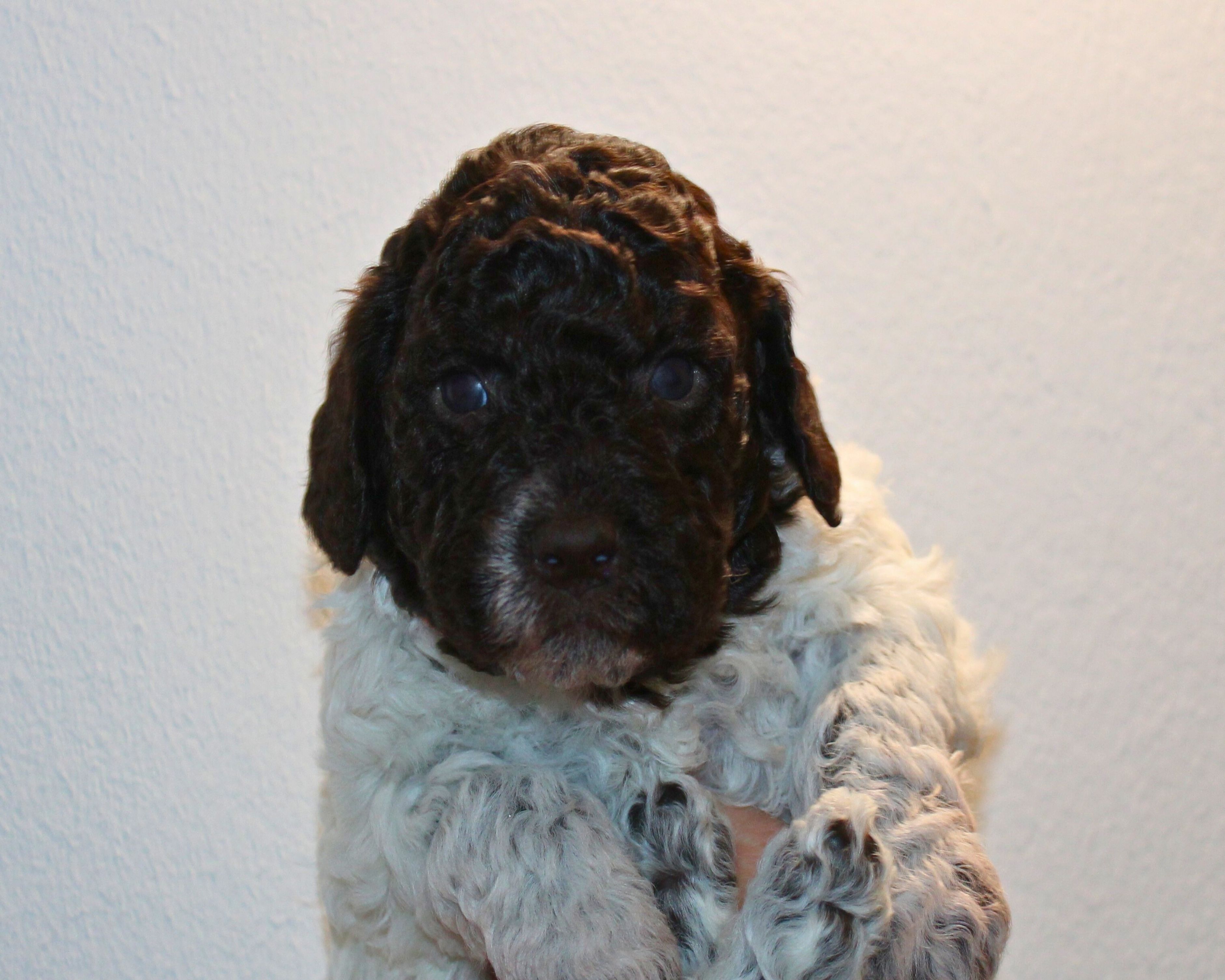 Züchter Lagotto Romagnolo Welpe Hobbyzucht Braunschweig Hannover Magdeburg Halle Leipzig celle Lüneburg Buchholz Seevetal Weihnachten Welpen abzugeben Sachsen Anhalt Lagotti Hündin Rüde braunschimmel braun orange Braun weiß Celle
