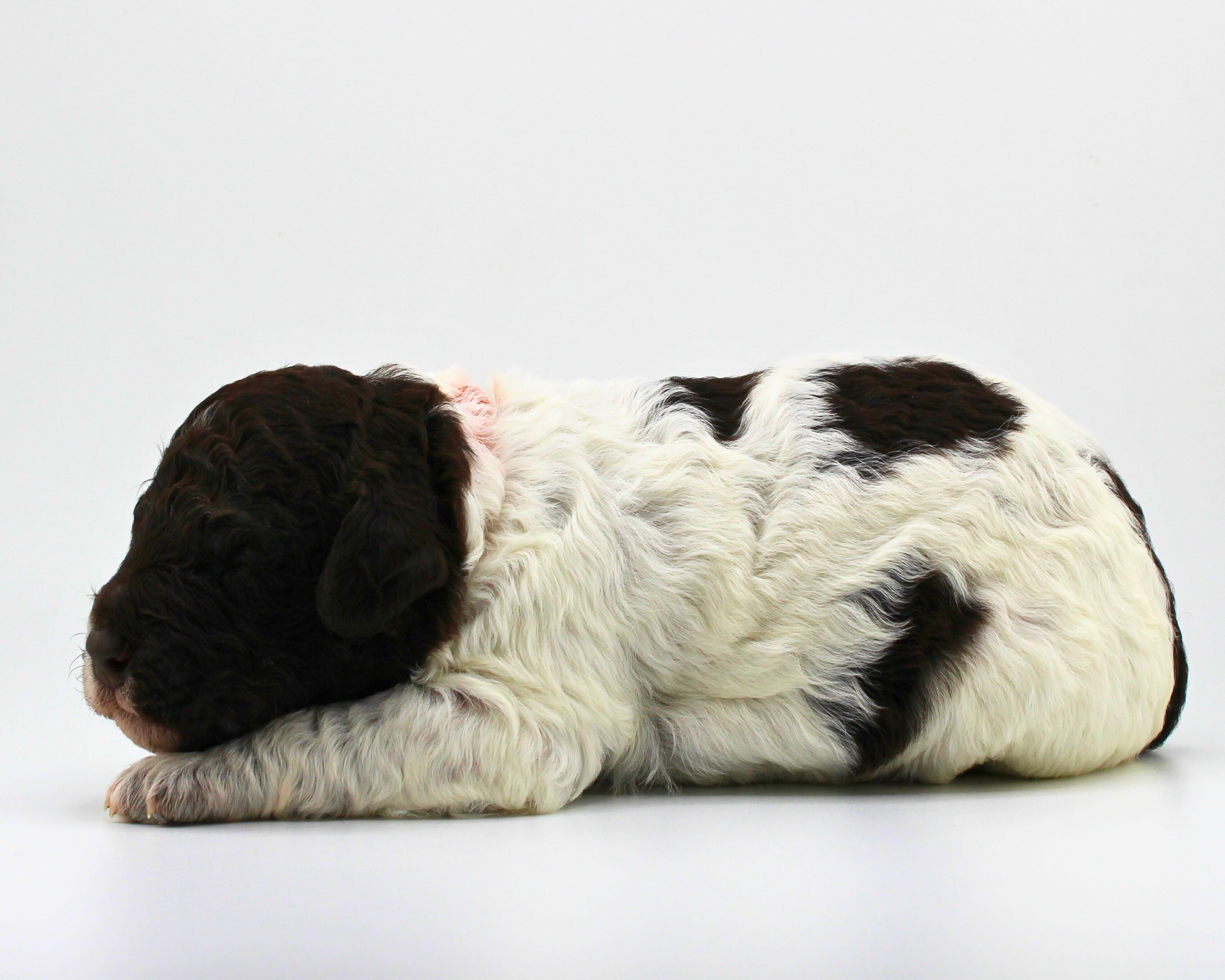 Lagotto Romagnolo Züchter für Rettungshunde Schulbegleithund TherapiehundLebensretter Lagotto  Welpenplanung Lagotto braun orange Welpe abzugeben
