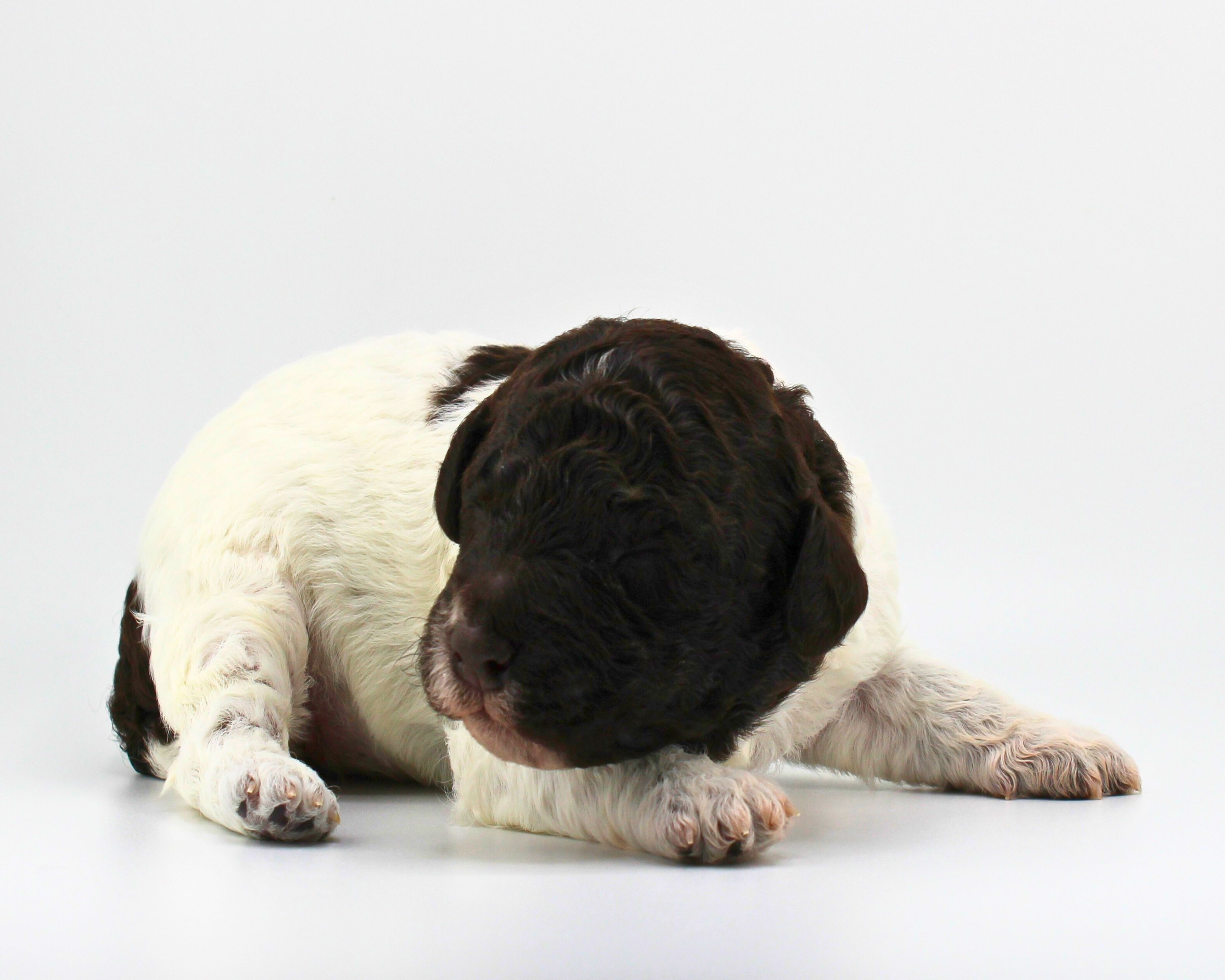 Lagotto Romagnolo Welpen  Welpenplanung Lagotto braun orange Welpe abzugeben