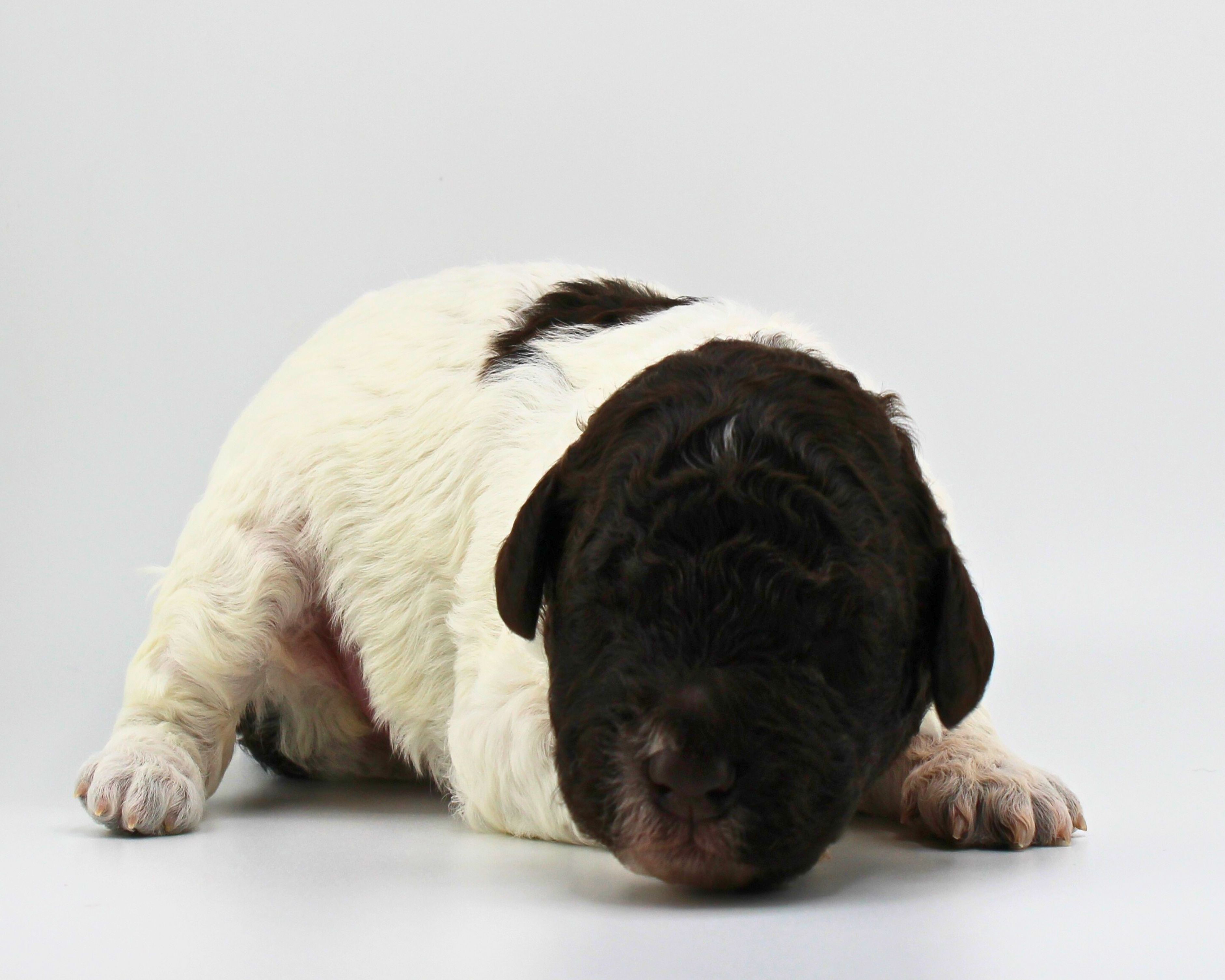 Lagotto Romagnolo Welpe Hobbyzucht Züchter Schleswig Holstein Trüffelhund Deutschland Nordrhein Westfalen  Wasserhund nicht haarender Hund  Familienhund Hund für Kinder Doodle sieht aus wie Pudel