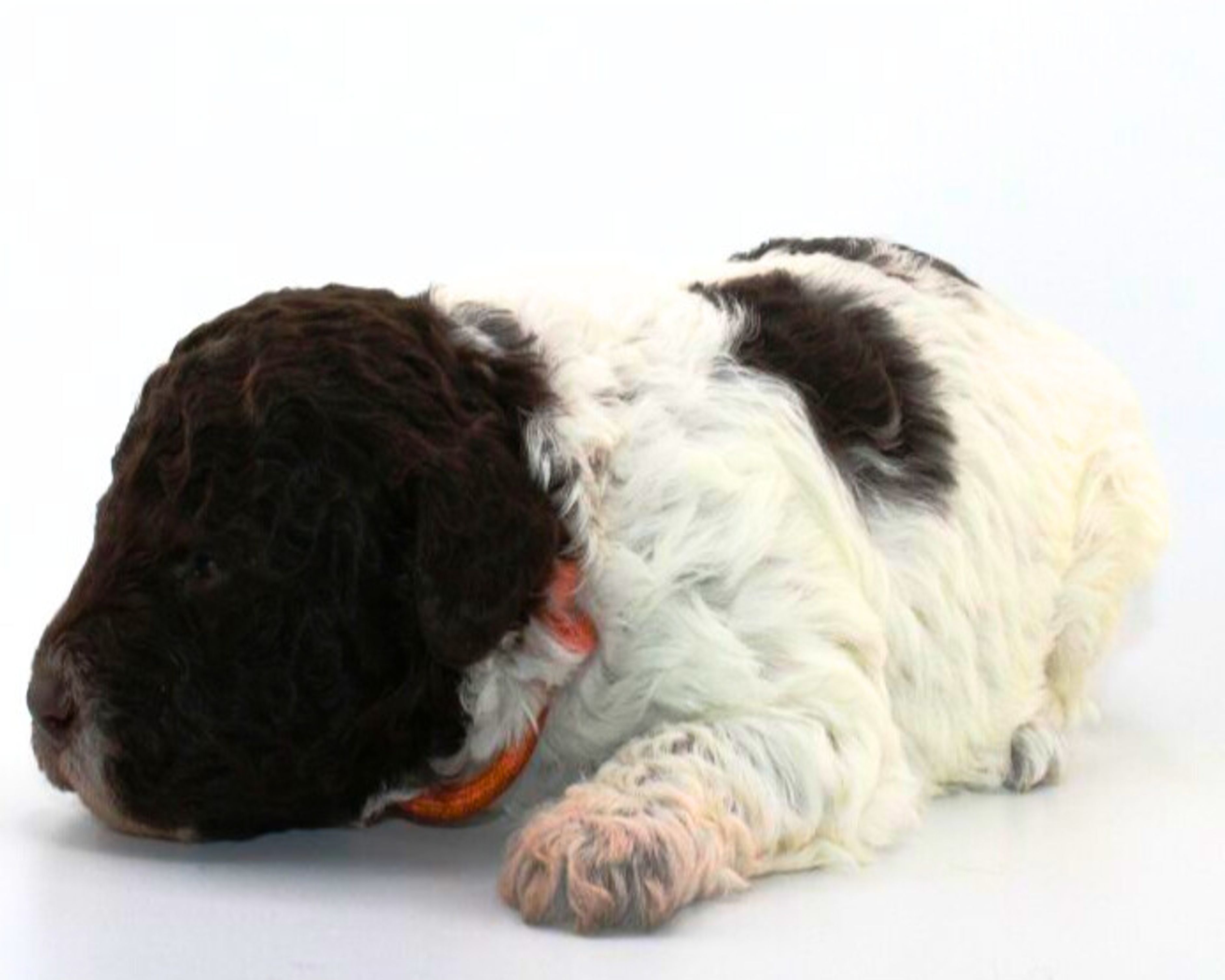 Lagotto Romagnolo Welpe Hobbyzucht Züchter Trüffelhund Deutschland Brandenburg Wasserhund nicht haarender Hund Allergikerhund nicht haarender Hund Rassehund Trüffelsuchhund Trüffelhund Familienhund