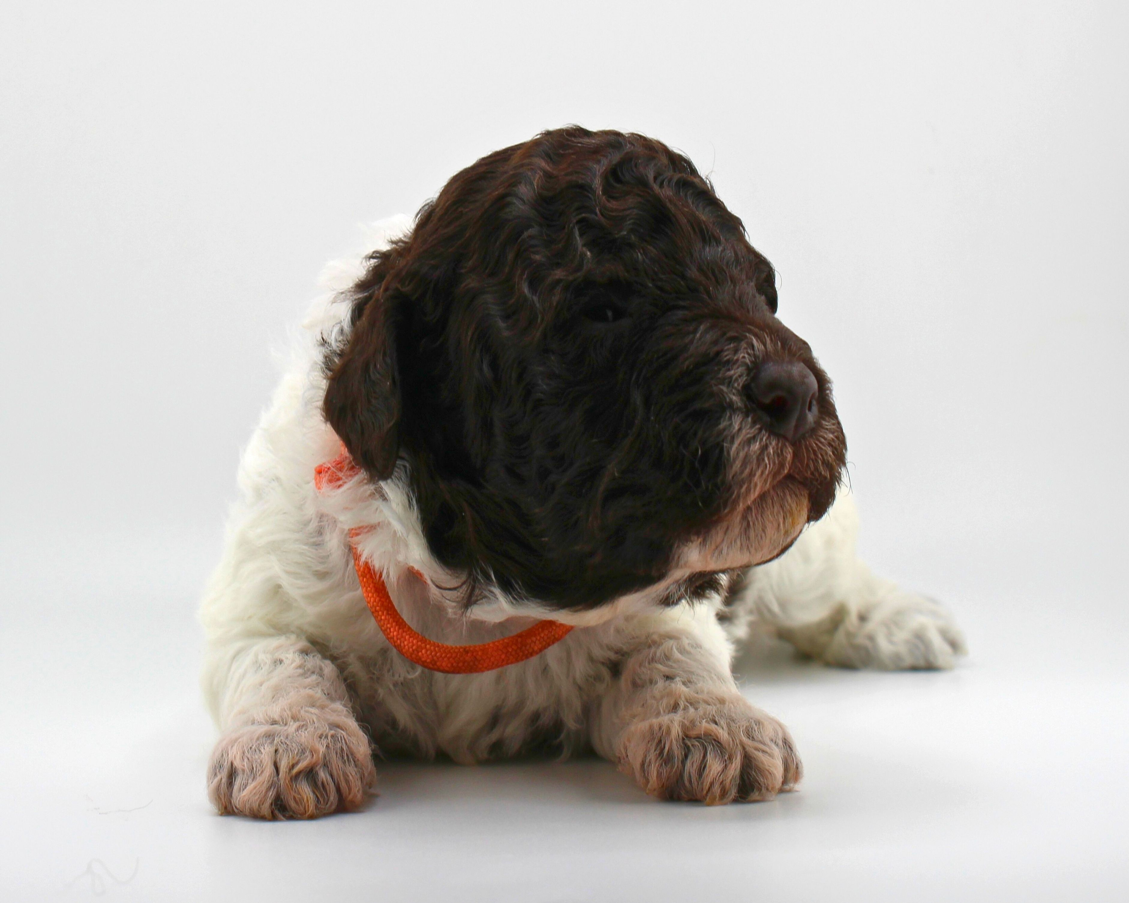 Züchter Verein seriöse Zucht Deutschland Lagotto Romagnolo Welpen braunschimmel hamburg Schleswig Holstein sachsen Anhalt Suchhund Ausbildung Therapie