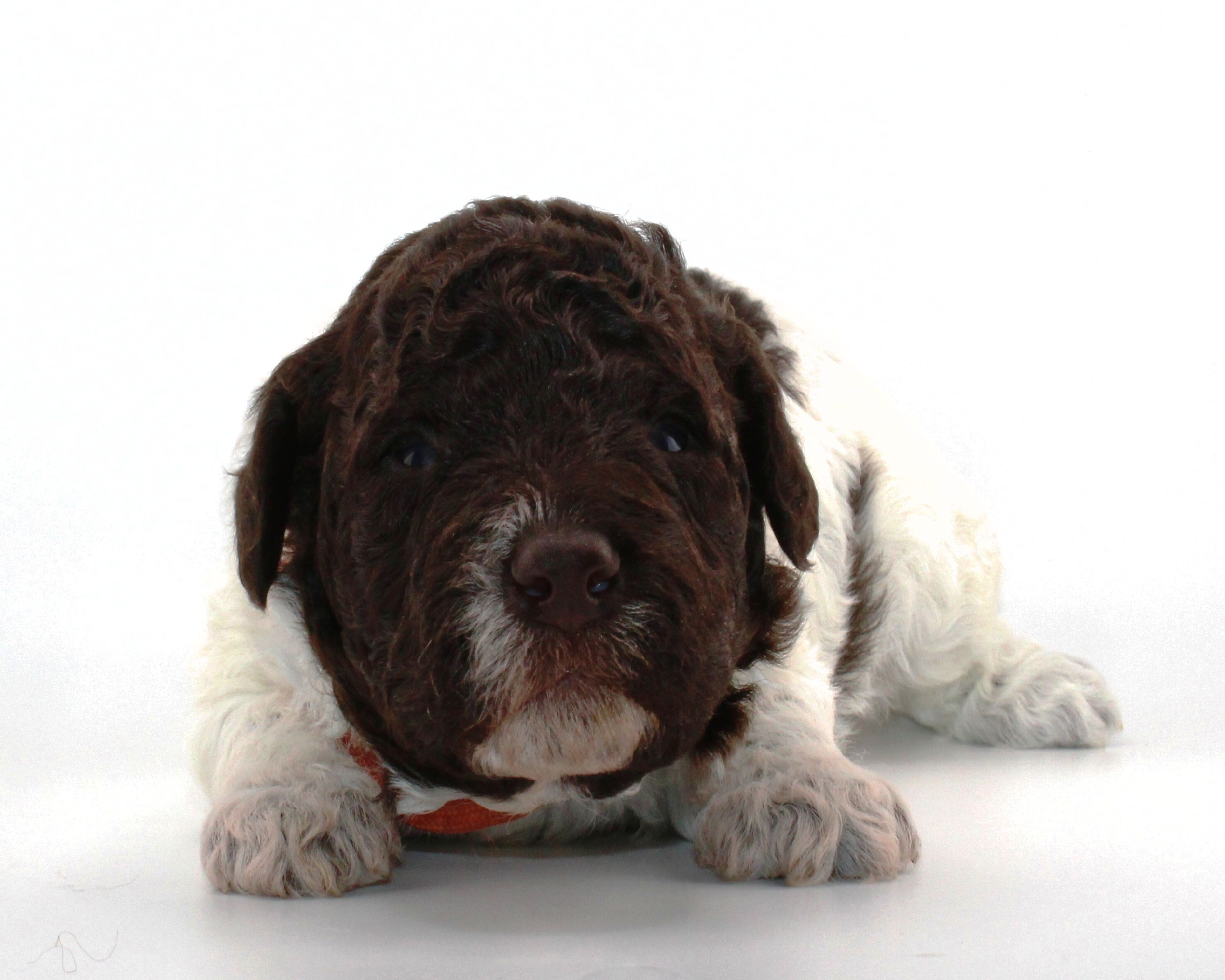 italienischer Wasserhund Hund mit Locken Lagotto Romagnolo Welpe vom Züchter Hobbyzucht Trüffelhund Hannover Deutschland Peine Kassel Hamburg Seevetal Lüneburg Wasserhund nicht haarender Hund Welpenplanung Lagotto braun orange Welpe abzugeben