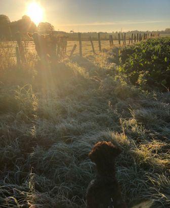 Lagotto Züchter 