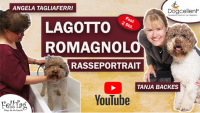 Lagotto Romagnolo Deckrüde Züchter VDH FCI 