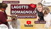 Lagotto Romagnolo Deckrüde Züchter VDH FCI 
