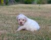 Allergikerhund nicht haarender Hund Rassehund Trüffelsuchhund Trüffelhund Familienhund