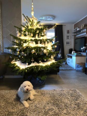 Lagotto Züchter 