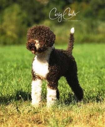 Welpen Lagotto Romagnolo