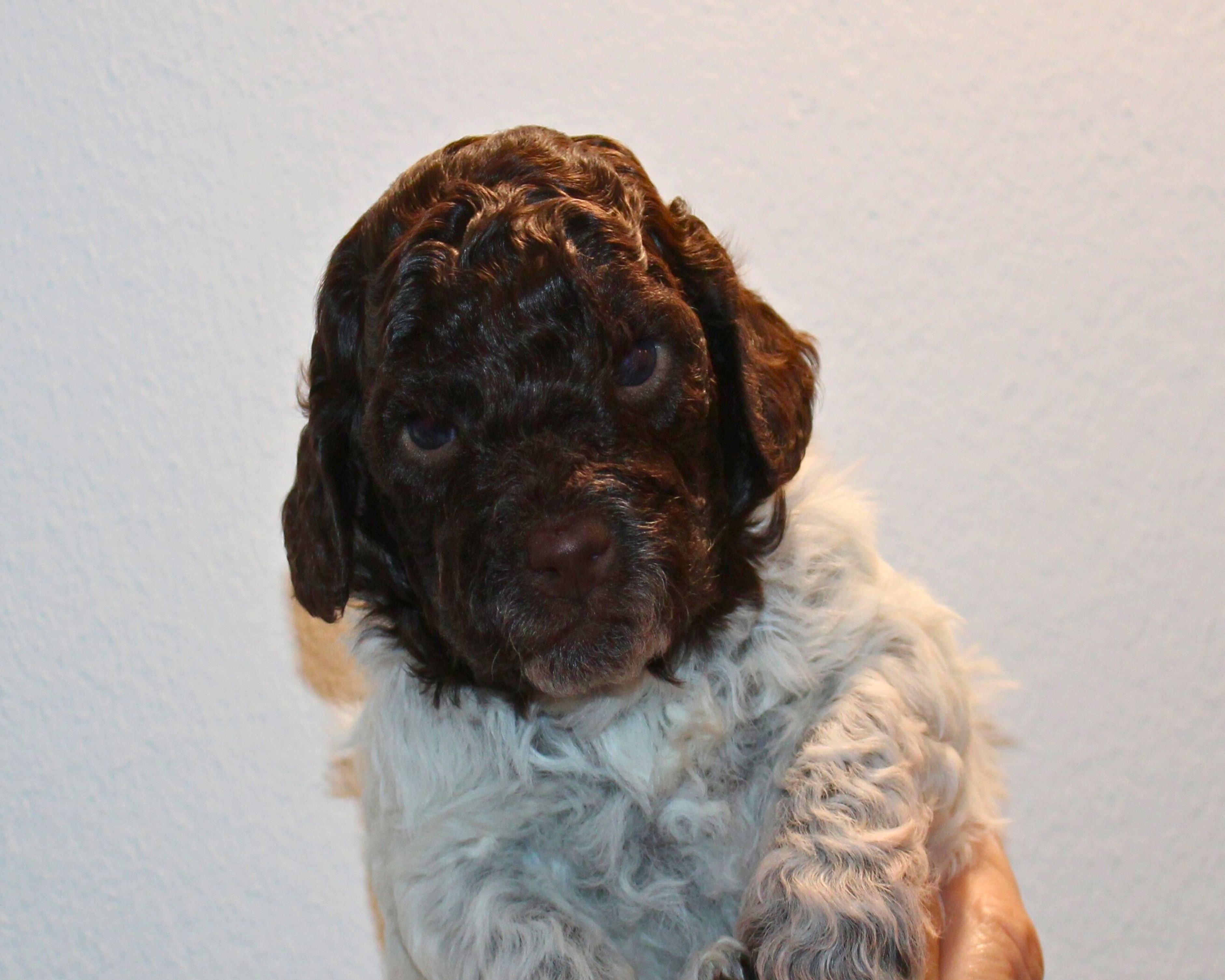 Hund für Senioren nicht haarend kleiner Hund Hund für Rentner die campen