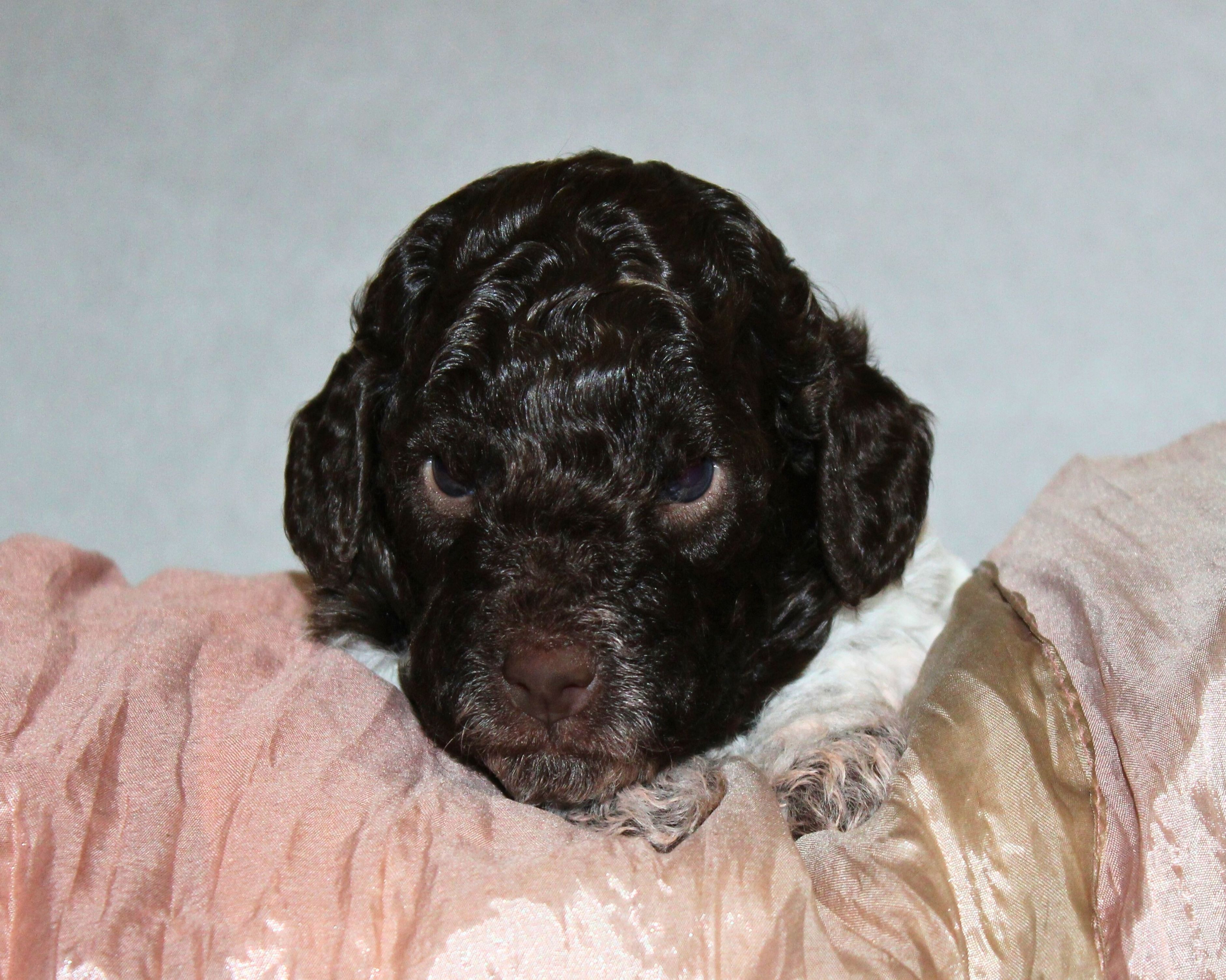 Hund für Kinder vom Züchter Lagotti vom Züchter
