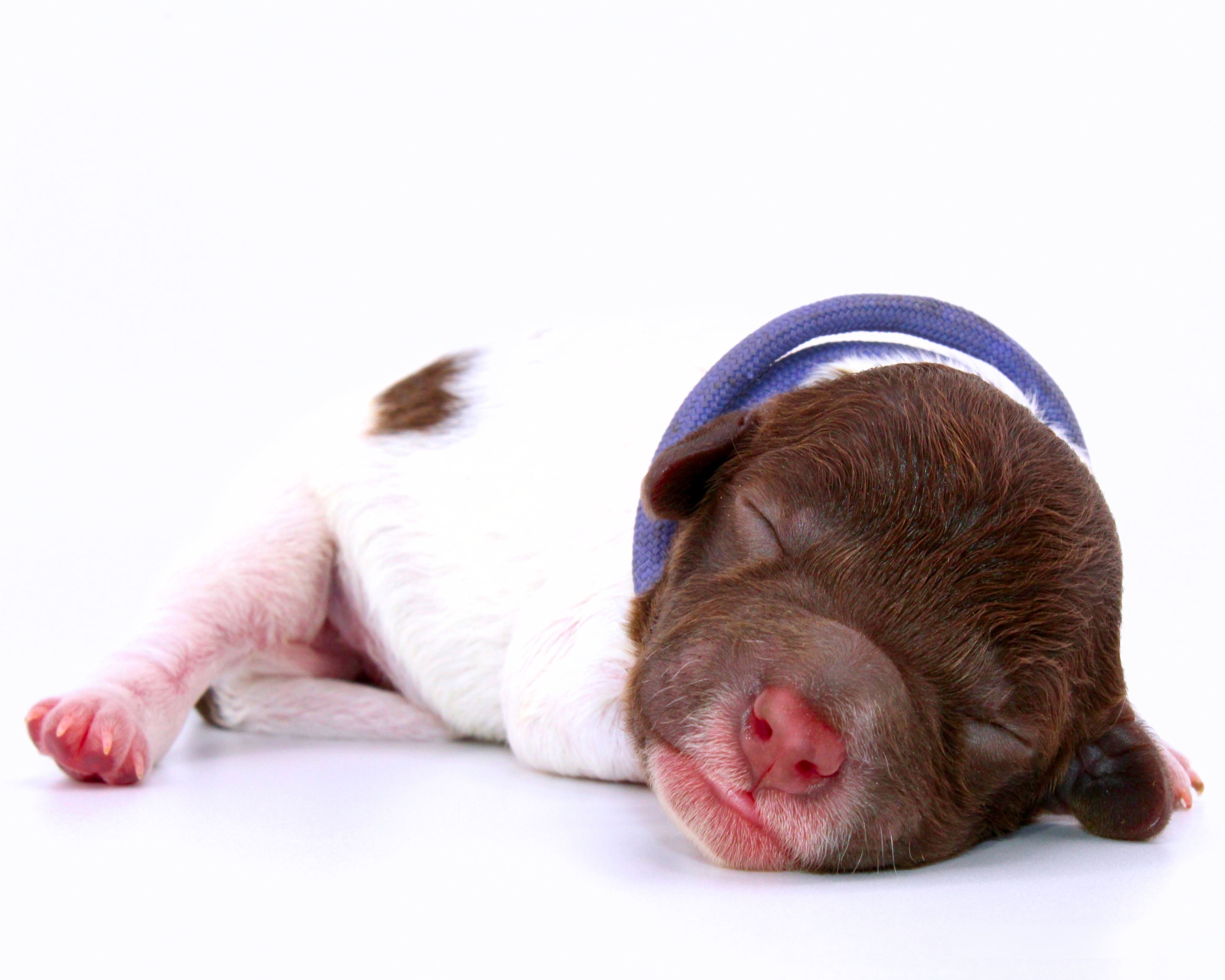 Lagotto Romagnolo Züchter für Rettungshunde Schulbegleithund TherapiehundLebensretter Lagotto  Hund zum Trüffel suchen Ausbildung Alternative Doodle Pudel