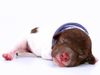 Züchter Lagotto Romagnolo Welpe Hobbyzucht Braunschweig Hannover Magdeburg Halle Leipzig celle Lüneburg Buchholz Seevetal Hund zum Trüffel suchen Ausbildung Alternative Doodle Pudel