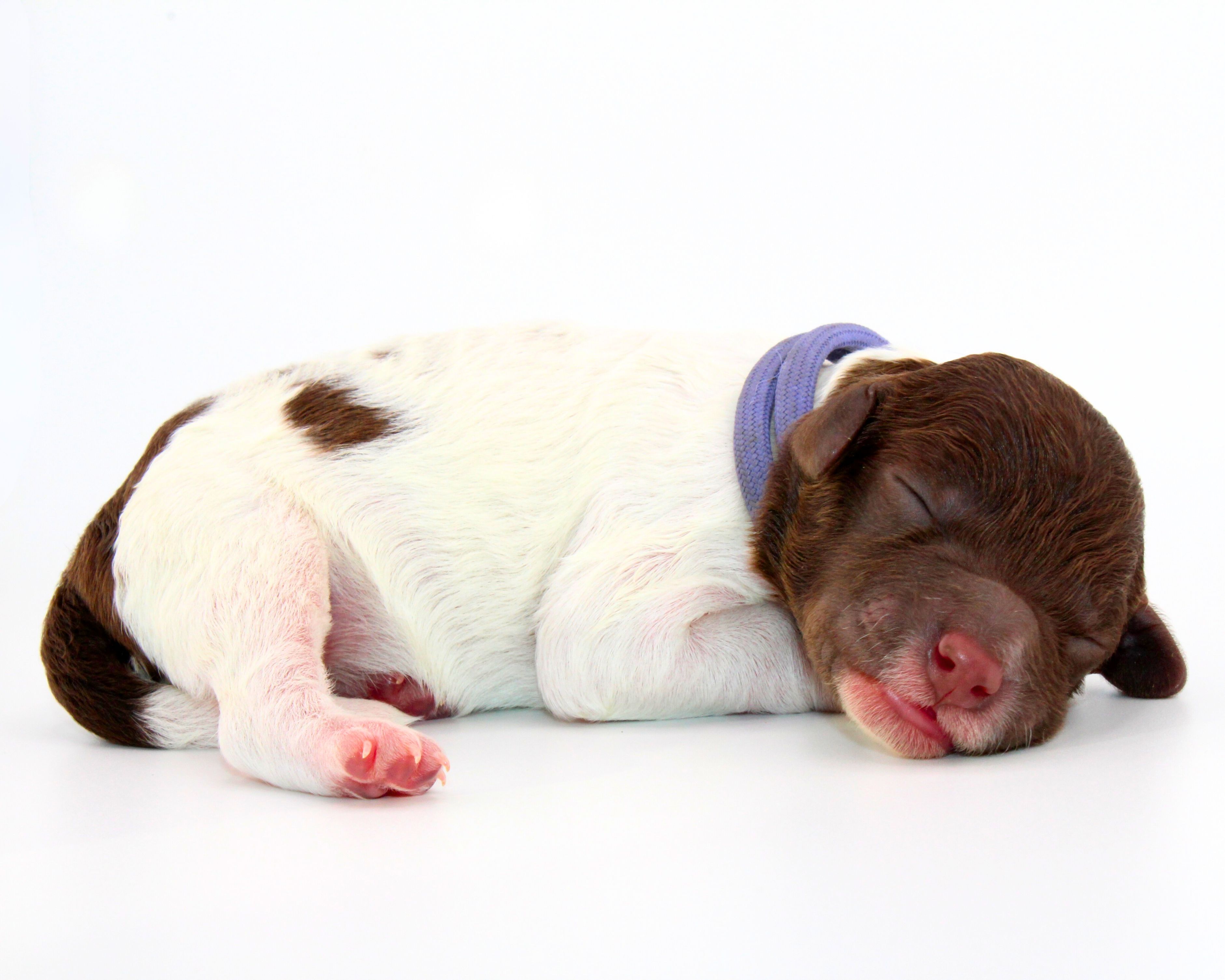 Züchter Lagotto Romagnolo Welpe Hobbyzucht Braunschweig Hannover Magdeburg Halle Leipzig celle Lüneburg Buchholz Seevetal Hund zum Trüffel suchen Ausbildung Alternative Doodle Pudel
