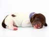 Lagotto Romagnolo Züchter für Rettungshunde Schulbegleithund TherapiehundLebensretter Lagotto Trüffelhund Lagotto Doodle Pudel Welpe Familienhund Hund für Kinder Anfängerhund