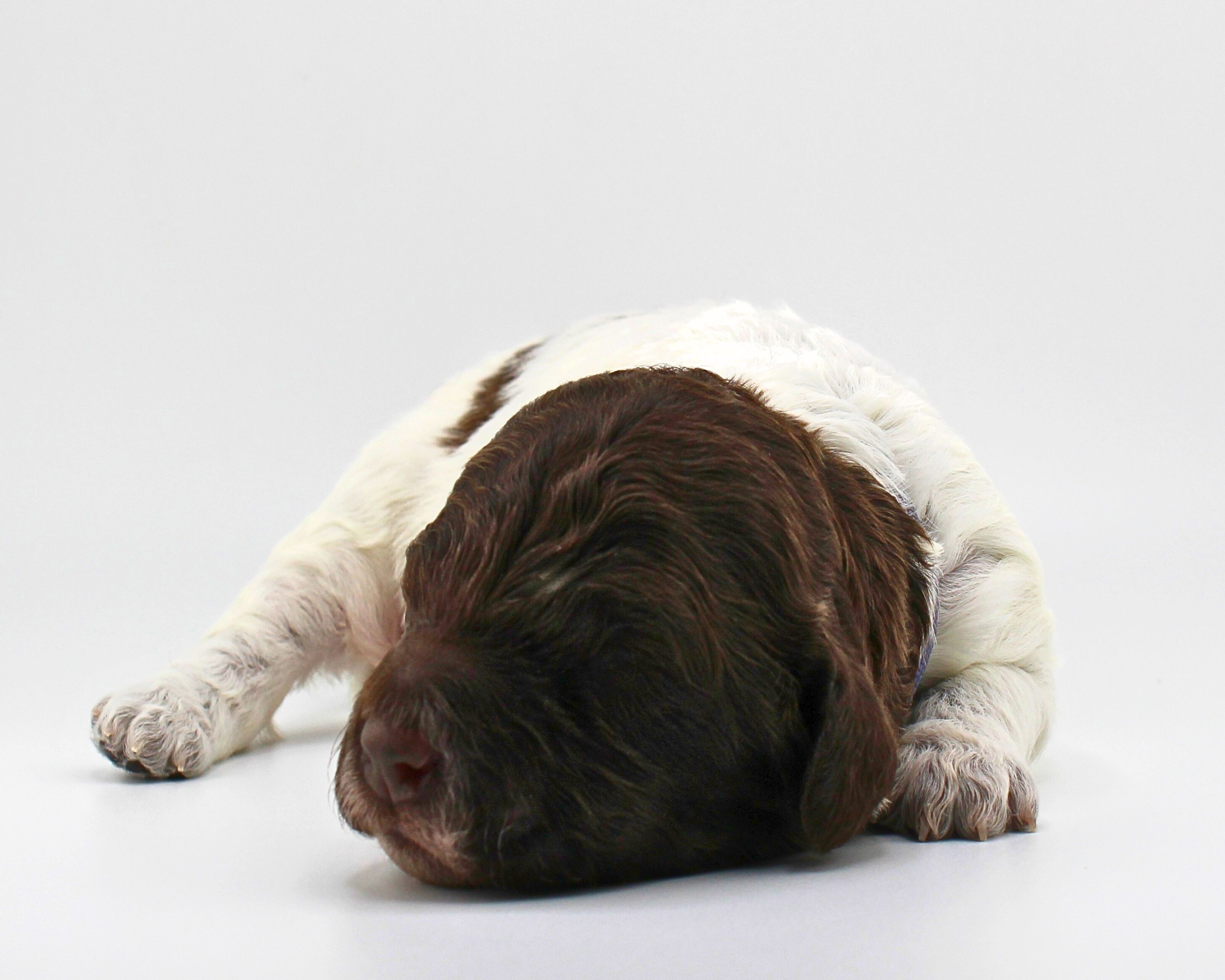 Lagotto Romagnolo Welpe Hobbyzucht Züchter Schleswig Holstein Trüffelhund Deutschland Nordrhein Westfalen  Wasserhund nicht haarender Hund  Familienhund Hund für Kinder Doodle sieht aus wie Pudel