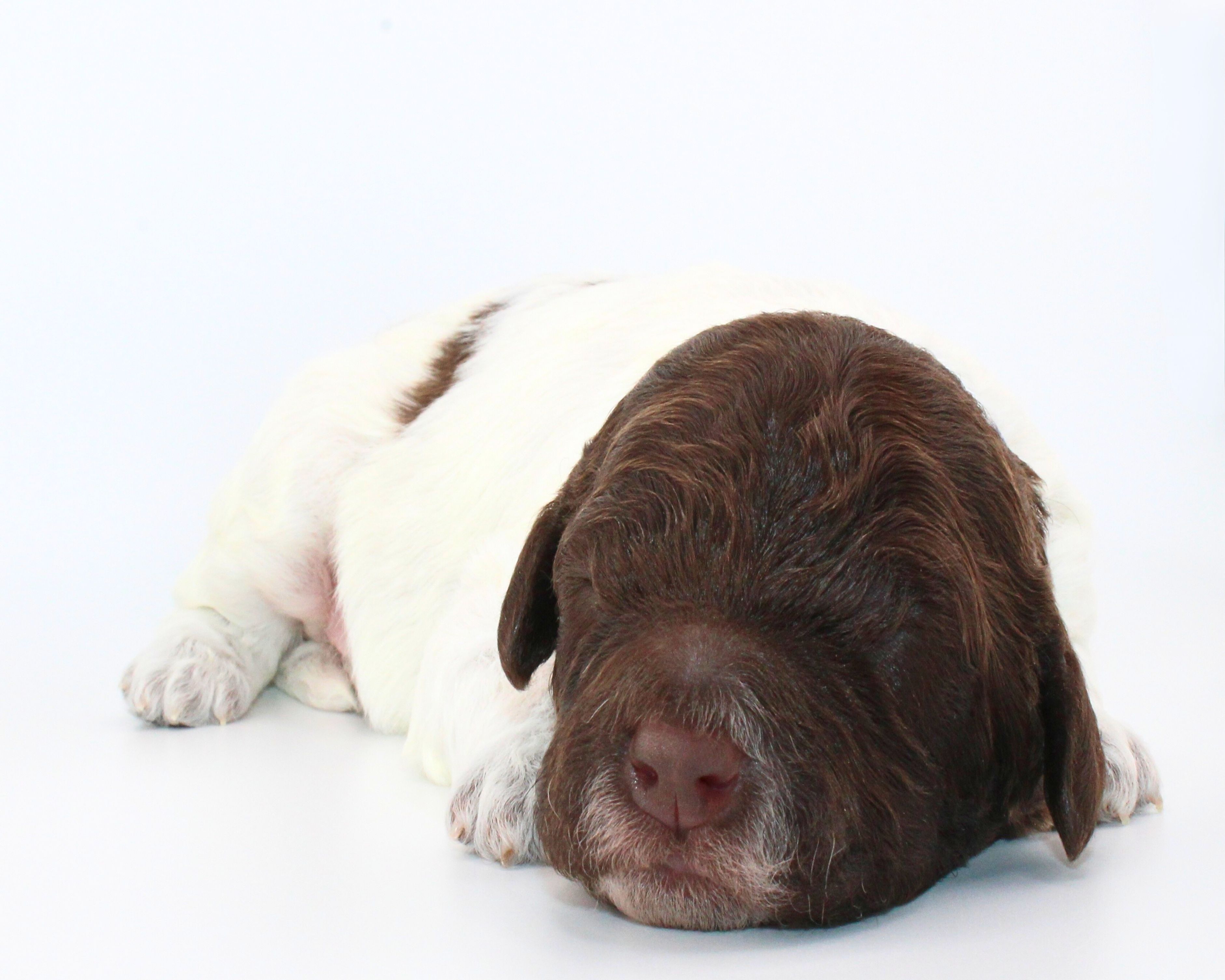 Lagotto Romagnolo Welpen  Welpenplanung Lagotto braun orange Welpe abzugeben