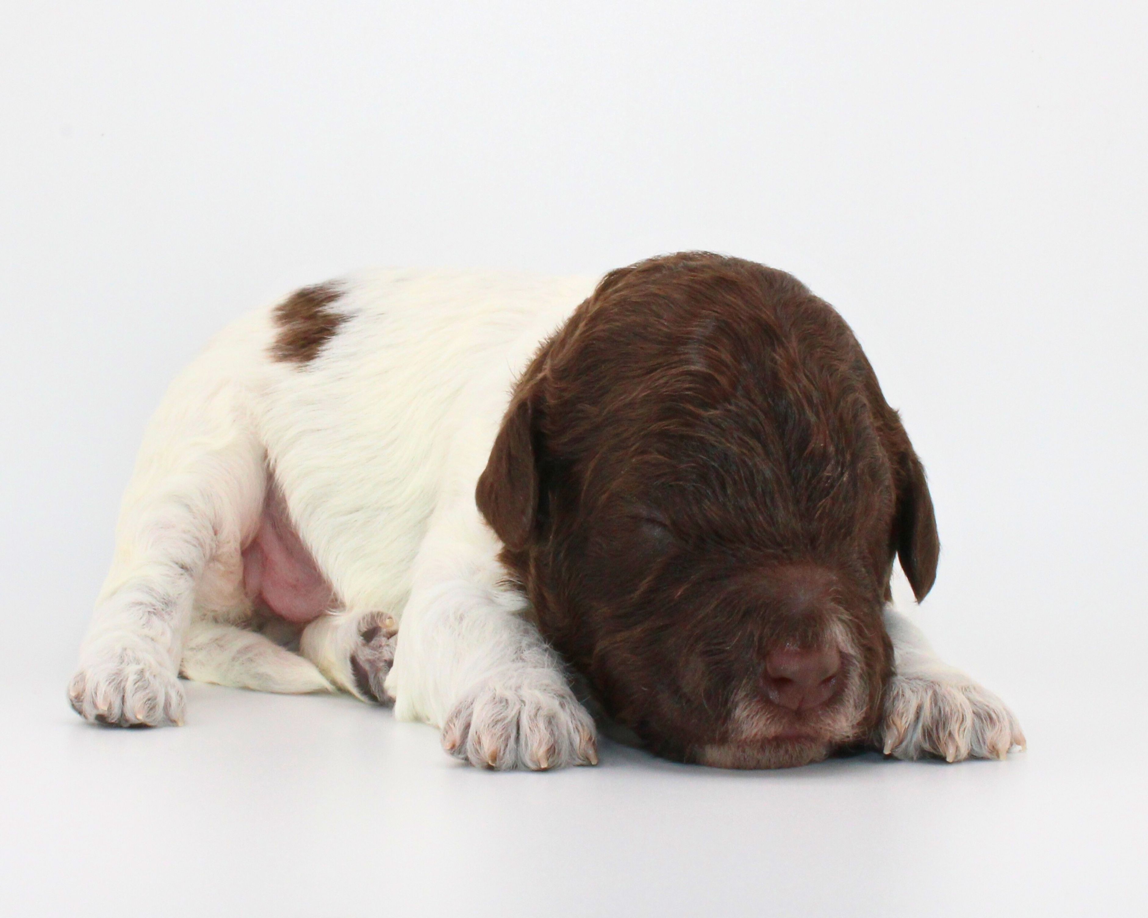 Lagotto Romagnolo Züchter für Rettungshunde Schulbegleithund TherapiehundLebensretter Lagotto  Welpenplanung Lagotto braun orange Welpe abzugeben