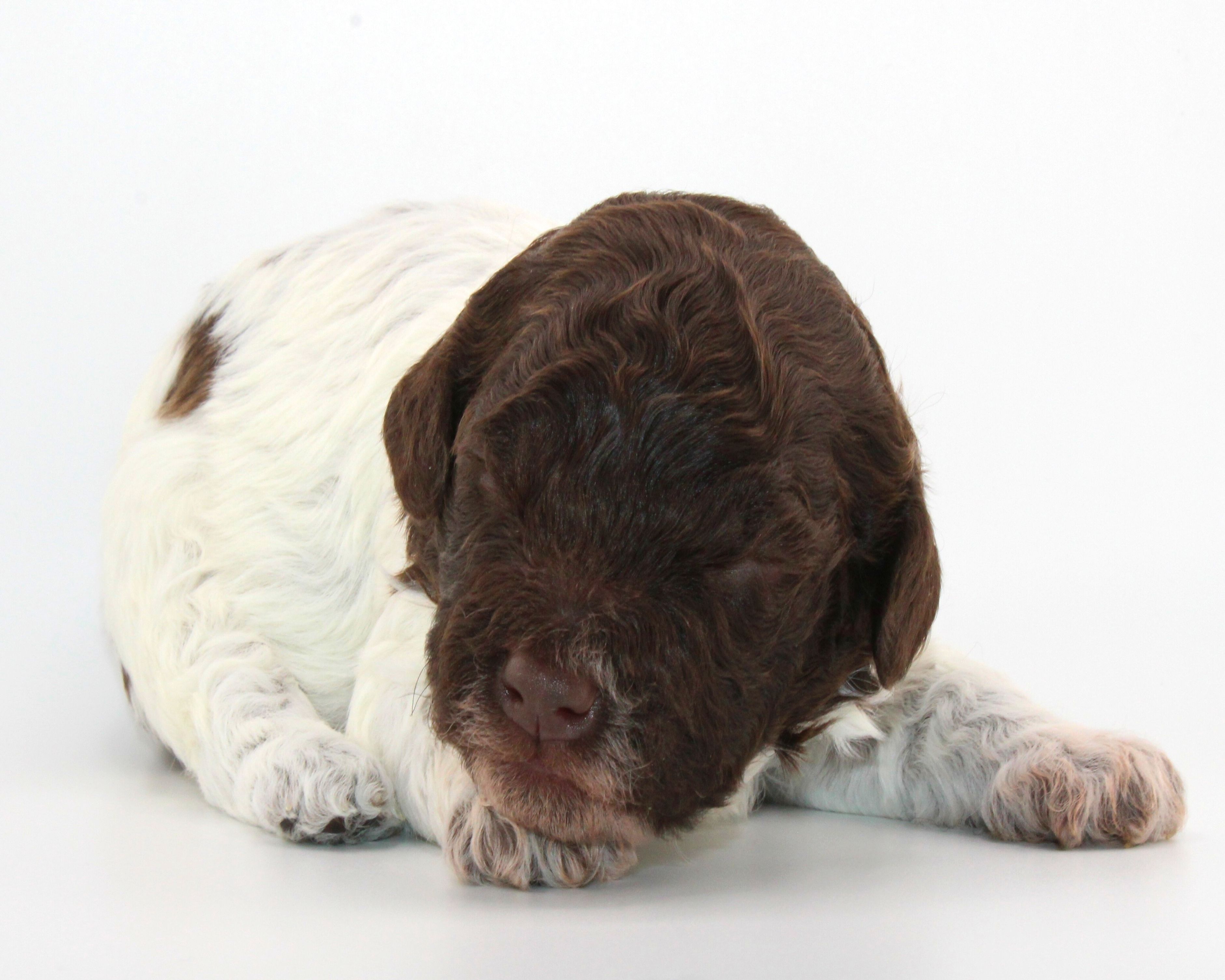 Lagotto Romagnolo Welpe Hobbyzucht Züchter Schleswig Holstein Trüffelhund Deutschland Nordrhein Westfalen Wasserhund nicht haarender Hund Allergikerhund nicht haarender Hund Rassehund Trüffelsuchhund Trüffelhund Familienhund