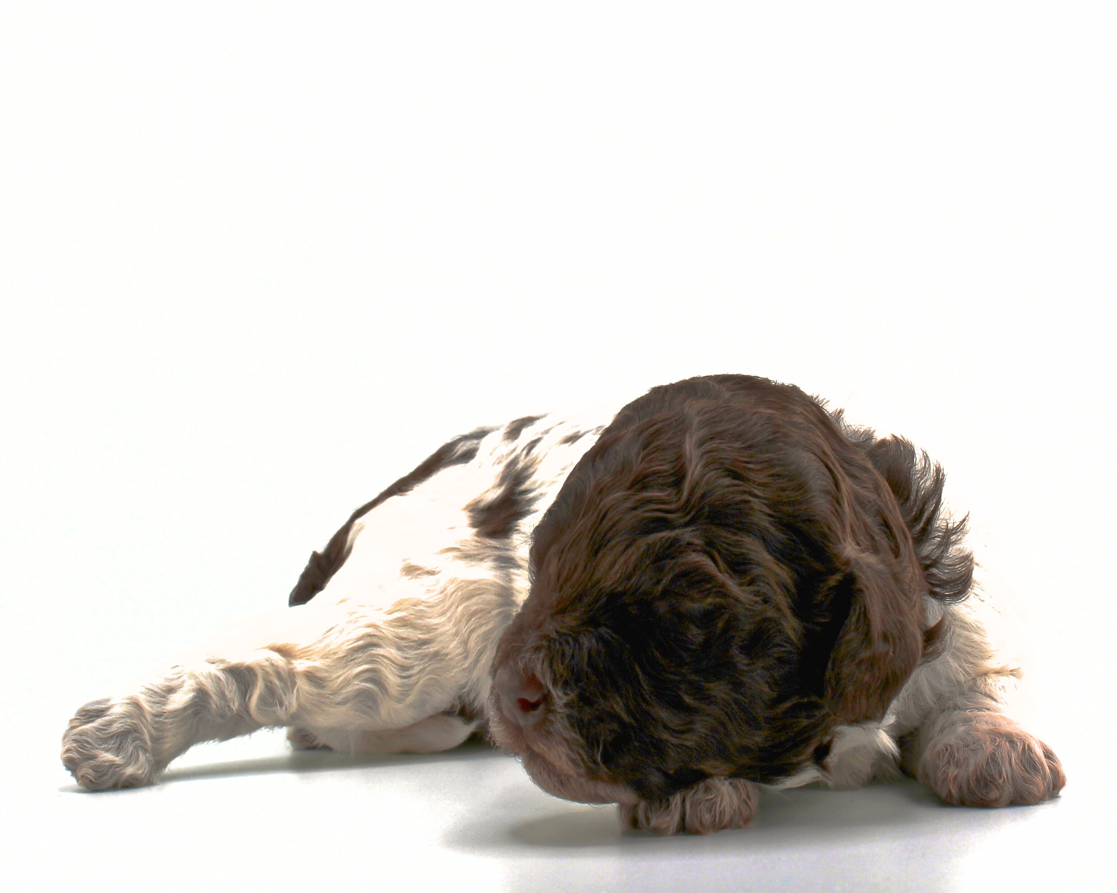Pudelzüchter Doodlezüchter Lagotto Hund des Jahres