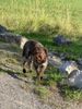 Erfahrungen Tobias Hanske Züchter Lagotto Erfahrungen Cai Di Fortuna Hundezucht