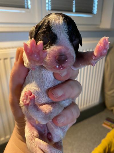 Lagotto Romagnolo Welpen Züchter 